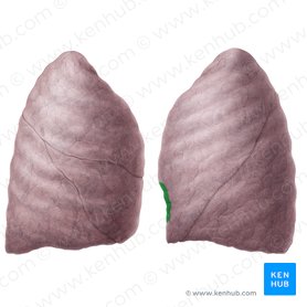 Cardiac notch of left lung (Incisura cardiaca pulmonis sinistri); Image: Yousun Koh