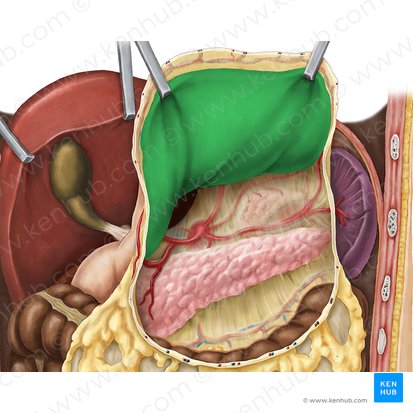 Paries posterior gastris (Hinterer Teil des Magens); Bild: Esther Gollan