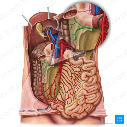 Right colic artery (Arteria colica dextra); Image: Irina Münstermann