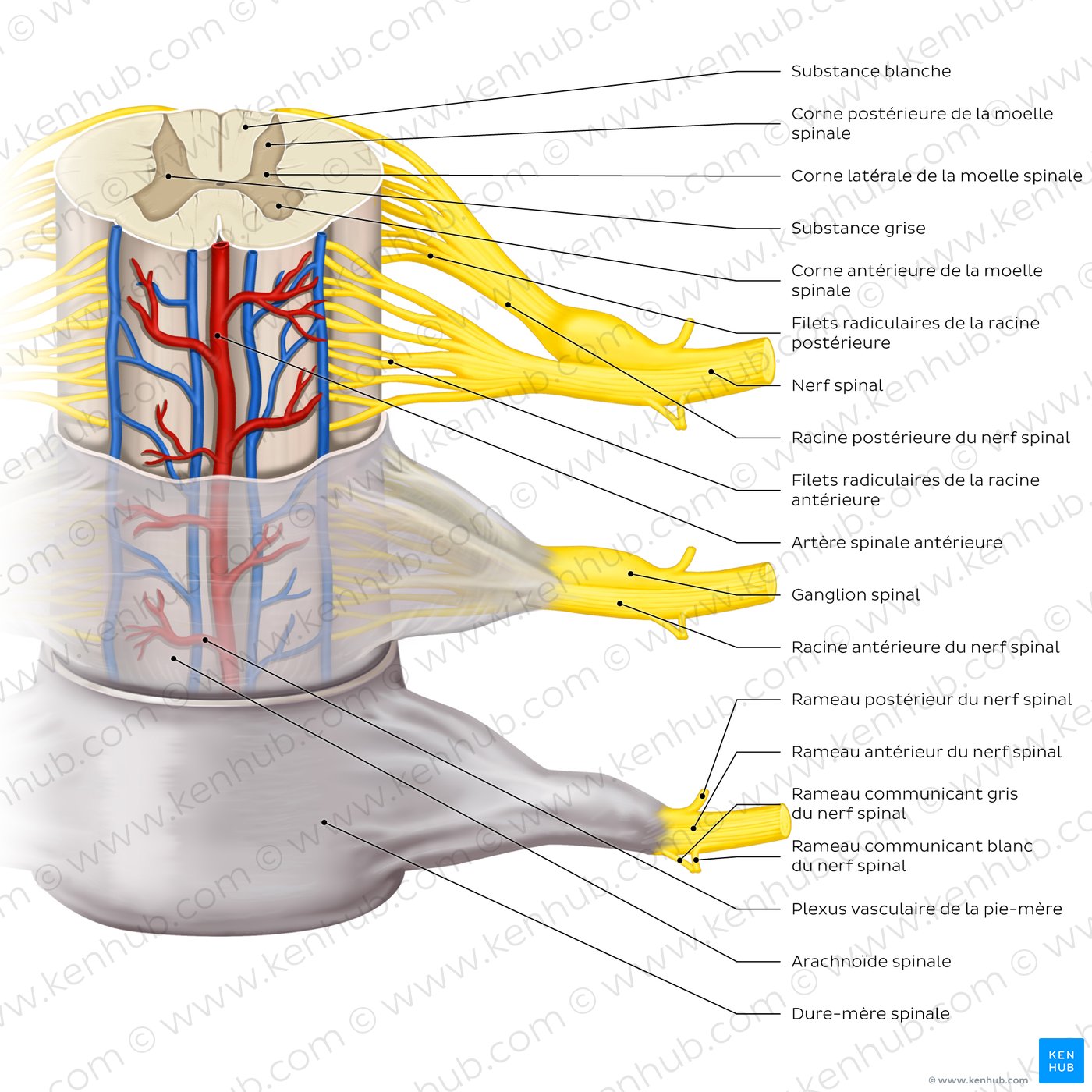 Spinal membranes and nerve roots (diagram)