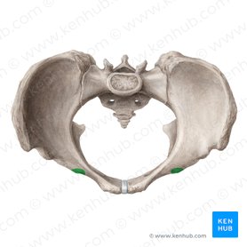 Iliopubic eminence of hip bone (Eminentia iliopubica ossis coxae); Image: Liene Znotina