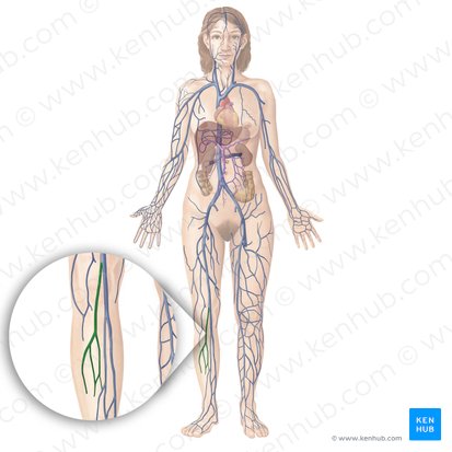 Small saphenous vein (Vena saphena parva); Image: Begoña Rodriguez