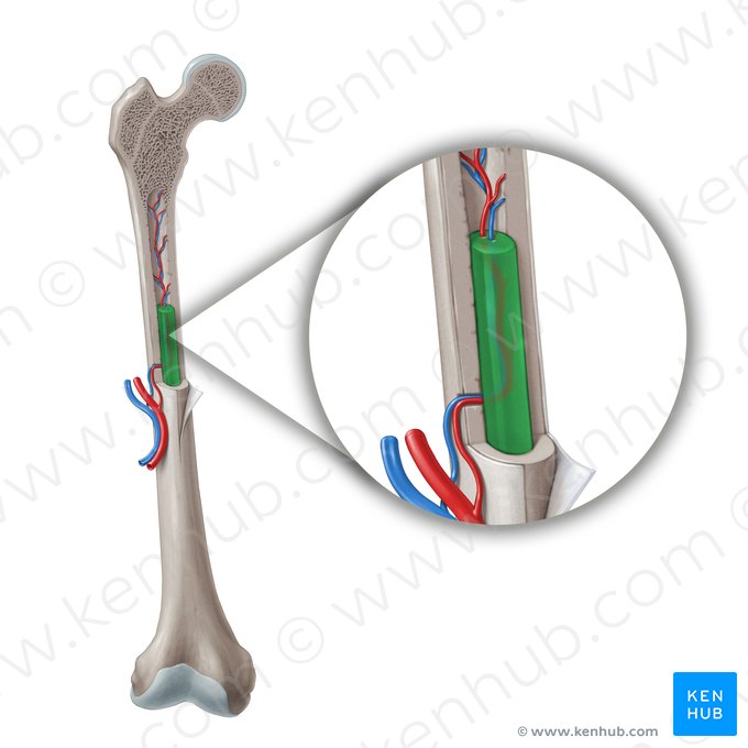 Yellow bone marrow (Medulla ossium flava); Image: Paul Kim