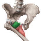 Musculus pectineus