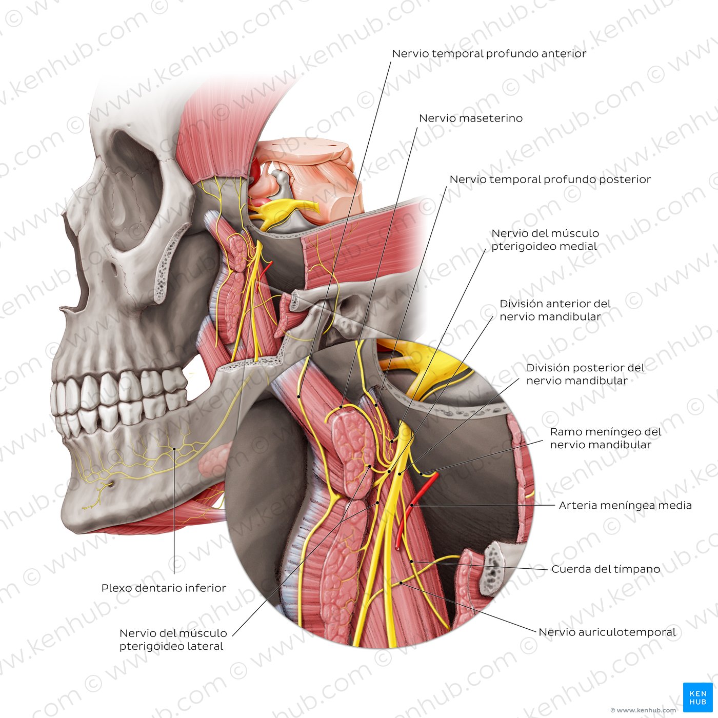 Nervo Maxilar completo - Anatomia Humana - Anatomia 