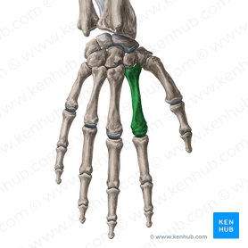 2nd metacarpal bone (Os metacarpi 2); Image: Yousun Koh