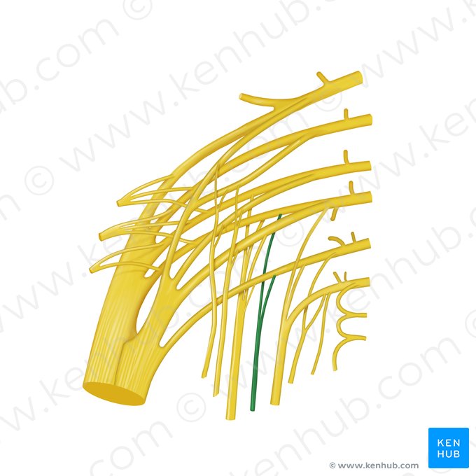 Perforating cutaneous nerve (Nervus cutaneus perforans); Image: Begoña Rodriguez