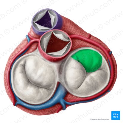 Cúspide superior da valva tricúspide (Cuspis superior valvae atrioventricularis dextrae); Imagem: Yousun Koh