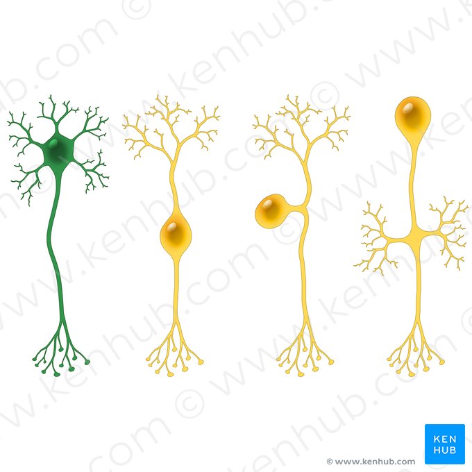 Neurona multipolar (Neuron multipolare); Imagen: Paul Kim