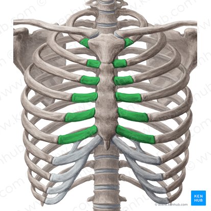 Cartilagens costais da 1.ª-6.ª costelas (Cartilagines costales costarum 1-6); Imagem: Yousun Koh
