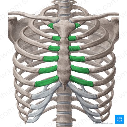 Cartílagos costales de las costillas 1-6 (Cartilagines costales costarum 1-6); Imagen: Yousun Koh