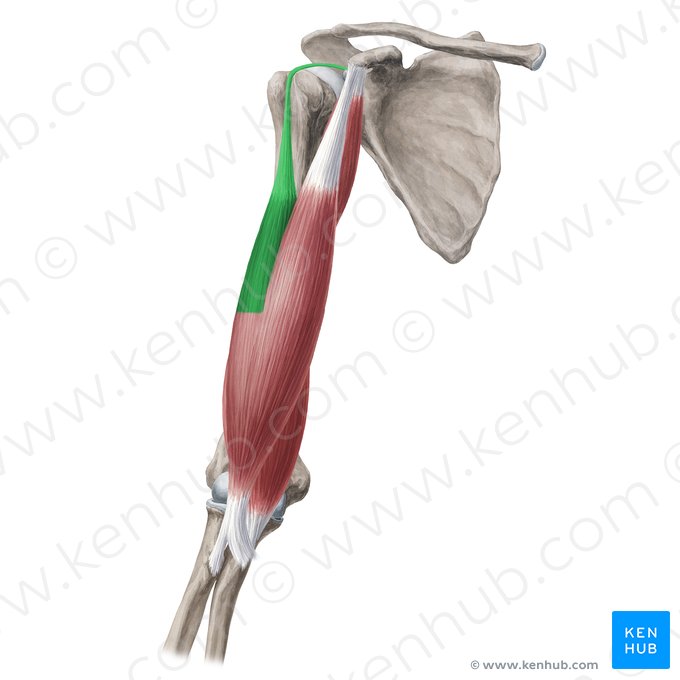 Long head of biceps brachii muscle (Caput longum musculi bicipitis brachii); Image: Yousun Koh