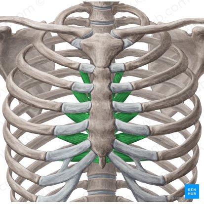 Musculus transversus thoracis (Querer Brustmuskel); Bild: Yousun Koh