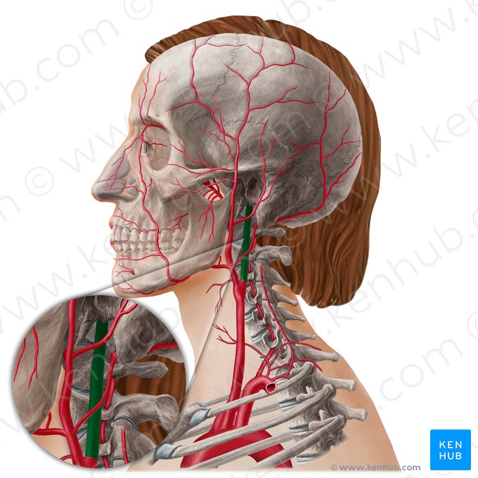 Artéria carótida interna (Arteria carotis interna); Imagem: Yousun Koh