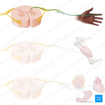 Neurone sensitif (Neuron sensorius); Image : Paul Kim