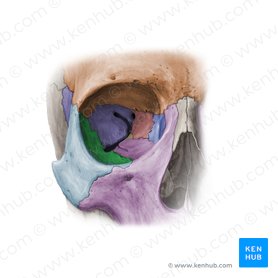 Cara orbitaria del hueso cigomático (Facies orbitalis ossis zygomatici); Imagen: Paul Kim