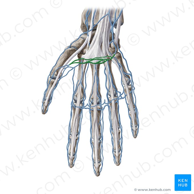 Superficial venous palmar arch (Arcus venosus palmaris superficialis); Image: Yousun Koh