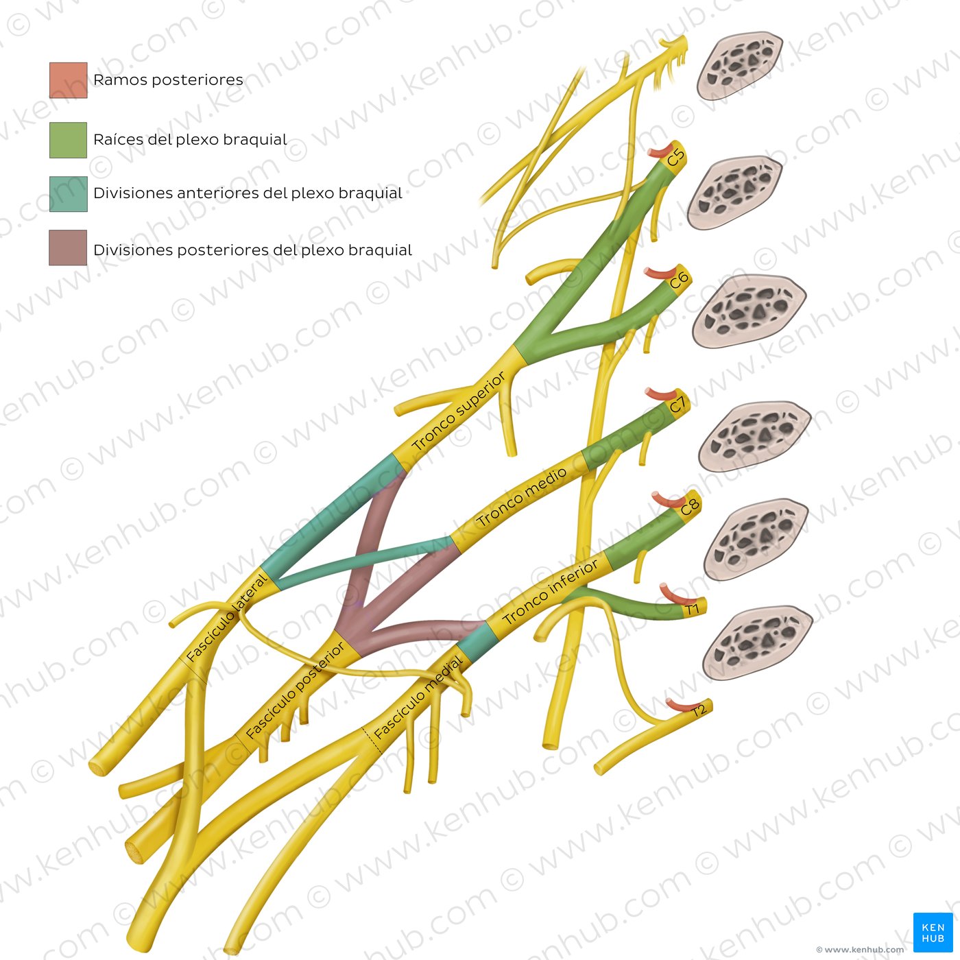 Anatomía del plexo braquial