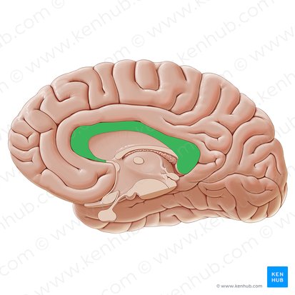 Cuerpo calloso (Corpus callosum); Imagen: Paul Kim