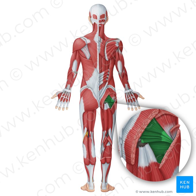 Muscles glutéaux profonds (Musculi glutei profundi); Image : Irina Münstermann