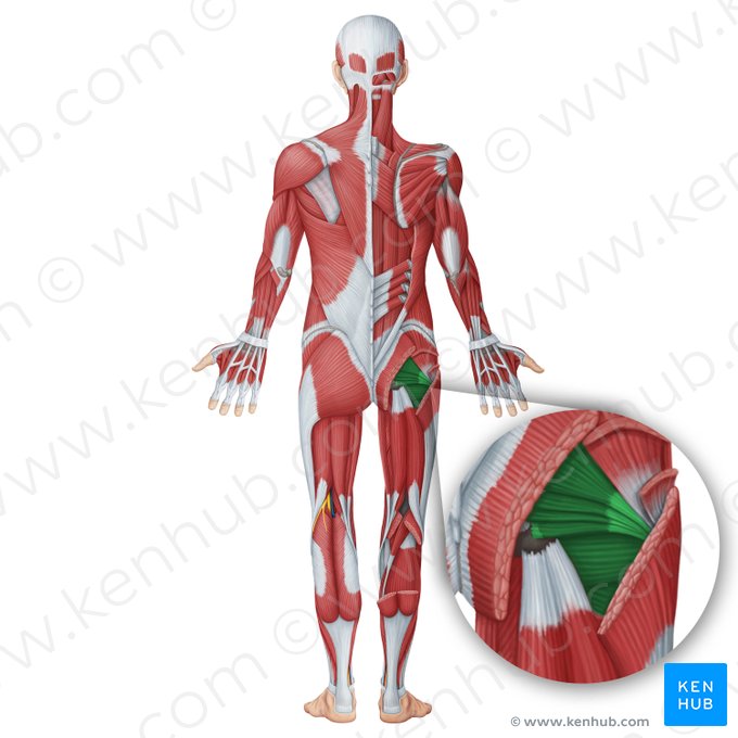 Muscles internes de la hanche (Musculi interni coxae); Image : Irina Münstermann