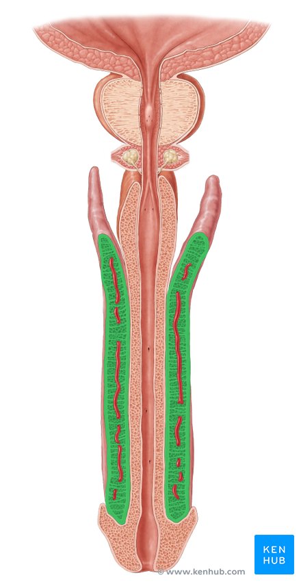 Cavernous body of penis - cranial view