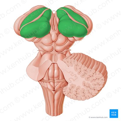 Tálamo (Thalamus); Imagem: Paul Kim