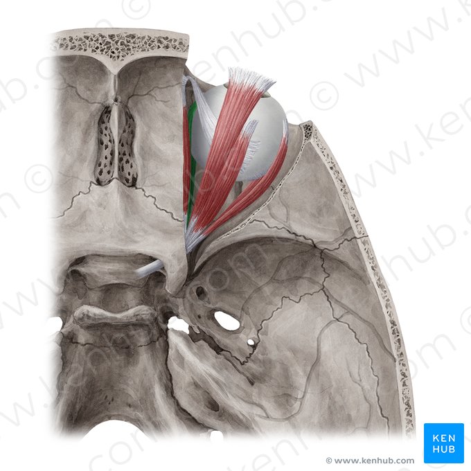 Músculo recto medial (Musculus rectus medialis); Imagen: Yousun Koh