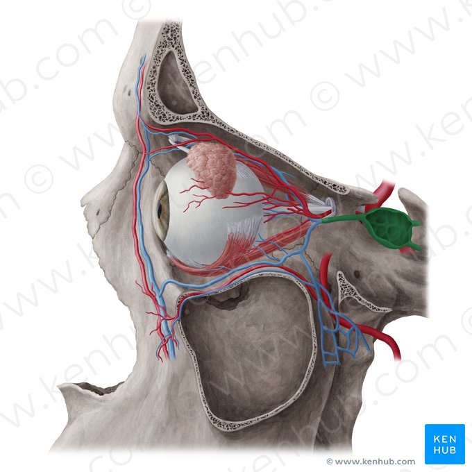 Seio cavernoso (Sinus cavernosus); Imagem: Yousun Koh