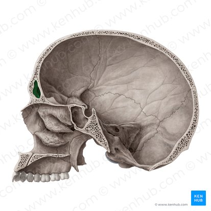 Frontal sinus (Sinus frontalis); Image: Yousun Koh