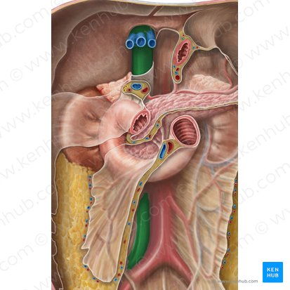 Vena cava inferior (Untere Hohlvene); Bild: Irina Münstermann