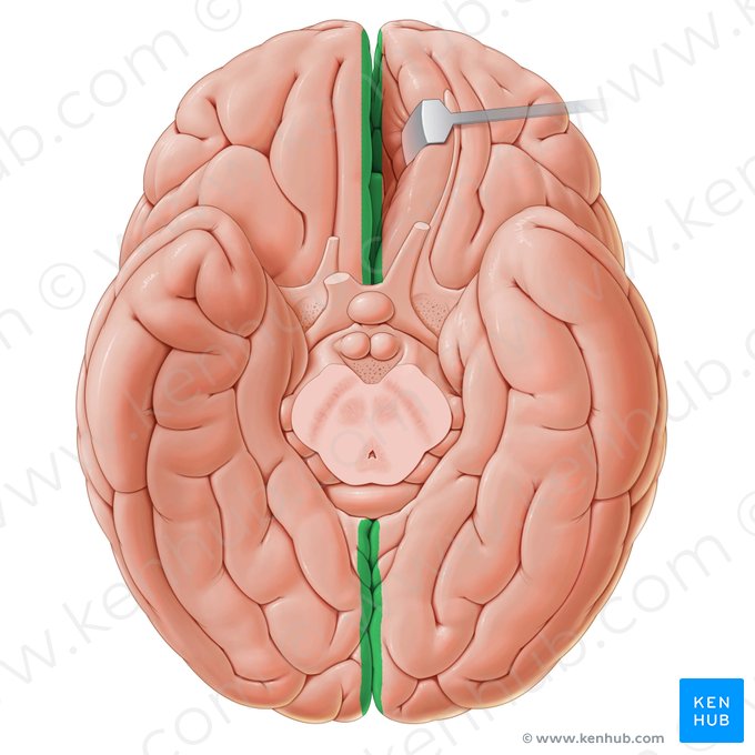 Fissura longitudinal do cérebro (Fissura longitudinalis cerebri); Imagem: Paul Kim