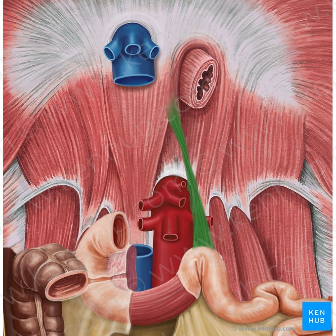 Suspensory muscle of duodenum (Musculus suspensorius duodeni); Image: Irina Münstermann