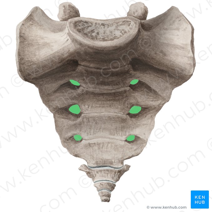 Forámenes sacros anteriores (Foramina sacralia anteriora); Imagen: Liene Znotina