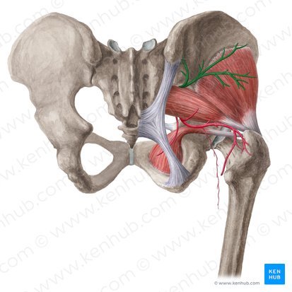 Artéria glútea superior (Arteria glutea superior); Imagem: Liene Znotina