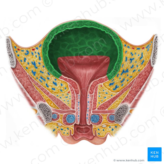 Corpo da bexiga (Corpus vesicae urinariae); Imagem: Irina Münstermann