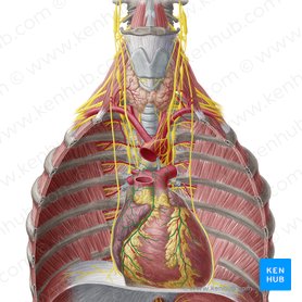 Plexo cardíaco (Plexus cardiacus); Imagen: Yousun Koh