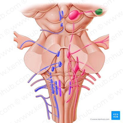 Cuerpo geniculado lateral (Corpus geniculatum laterale); Imagen: Paul Kim