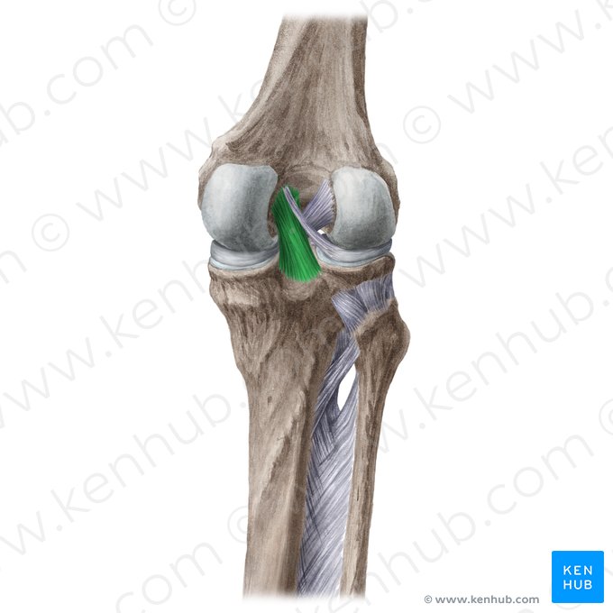 Ligamento cruzado posterior (Ligamentum cruciatum posterius); Imagem: Liene Znotina