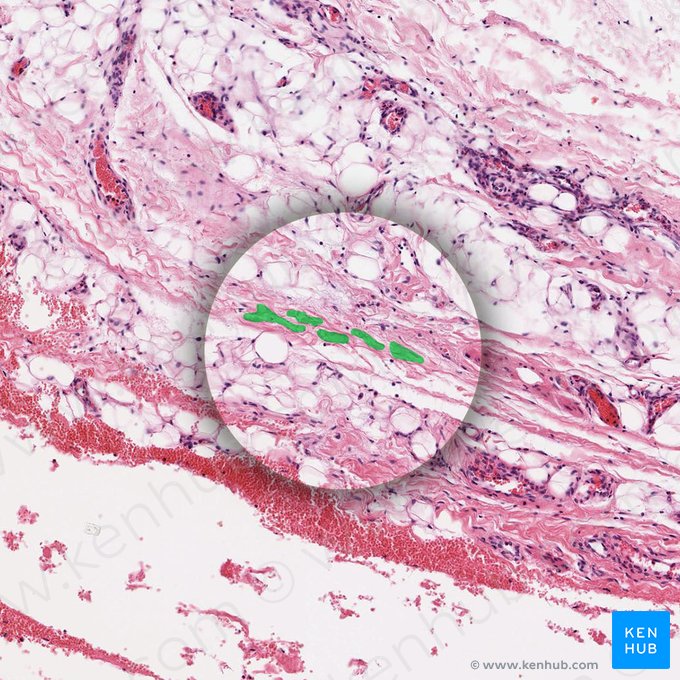 Sustancia fundamental (Substantia fundamentalis); Imagen: 