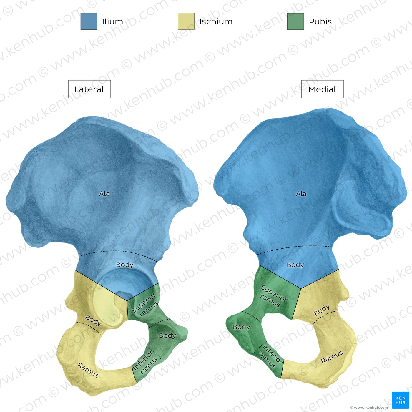 Hip bone - lateral view