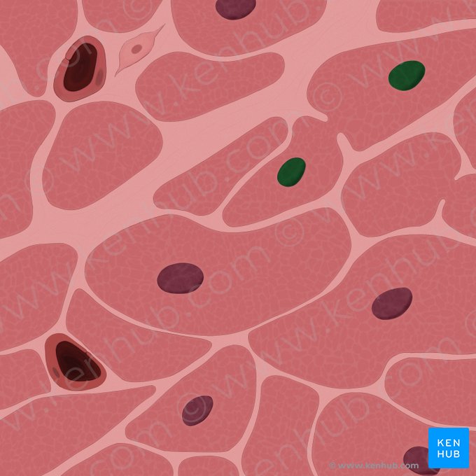 Cardiac muscle cell nuclei (Nuclei cardiomyocytorum); Image: Tal Bavli Ziv