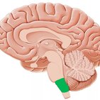 Midsagittal section of the brain