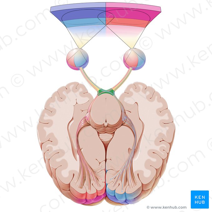 Optic chiasm (Chiasma opticum); Image: Paul Kim