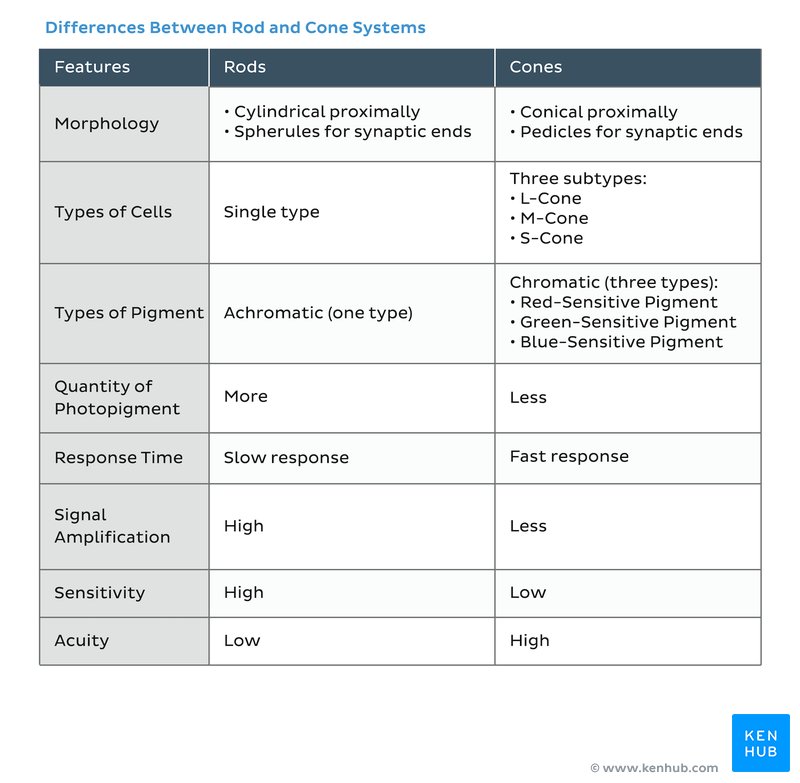 Differences between rods and cones