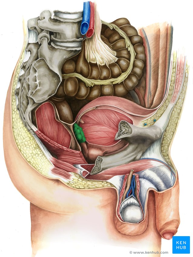 Right seminal vesicle - lateral-right view