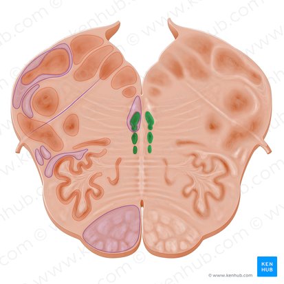 Núcleos del rafe (Nuclei raphes); Imagen: Paul Kim