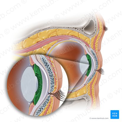 Iris; Imagen: Paul Kim