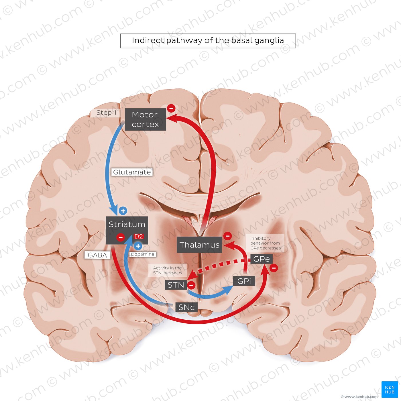 Indirect pathway of the basal ganglia