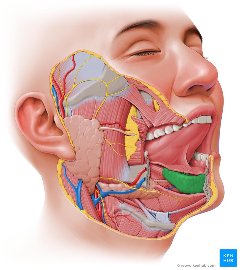 Glândula sublingual - vista lateral direita (verde)